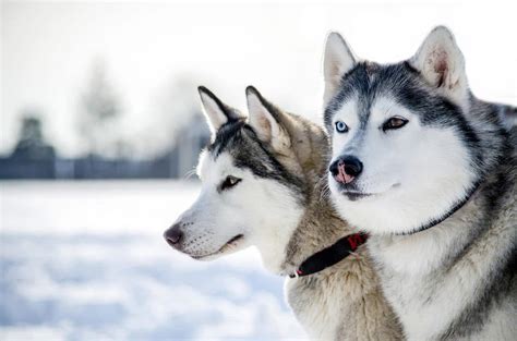 Malamute Vs Husky The Deffinitive Guide 8 Must Know Differences
