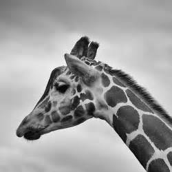 We did not find results for: Free Images : black and white, animal, profile, wildlife ...