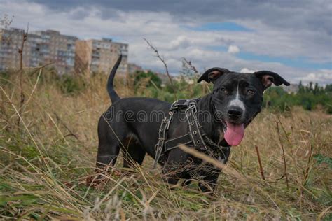 Black Female Staffordshire Bull Terrier Stock Image Image Of