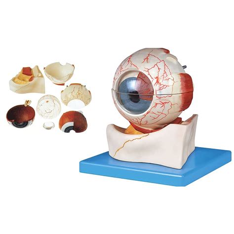 Buy 5X D Human Eye Model 7 Anatomically Accurate Eye Model Human Eye