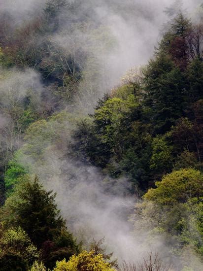 Mist Rising After Spring Rain In The Great Smoky Mountains