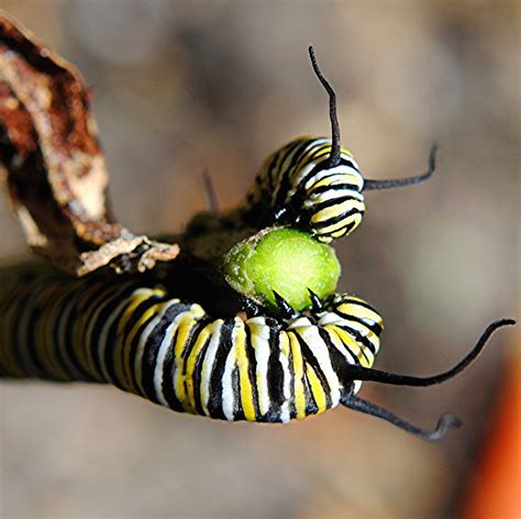 Yellow Black And White Striped Monarch Caterpillar Is Dec Flickr