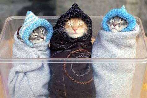 Heart Melting Purrito Craze Of Kittens Wrapped Up Like Burritos Goes