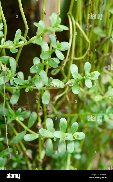 Ayurvedic Medicine Plant High Resolution Stock Photography And Images