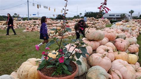 brproud pop up pink pumpkin patch at baton rouge general helps raise awareness for breast cancer