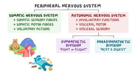 Introduction To The Somatic And Autonomic Nervous Systems Osmosis