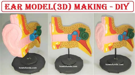 Ear Model Making Science Project Using Cardboard Diy School Project