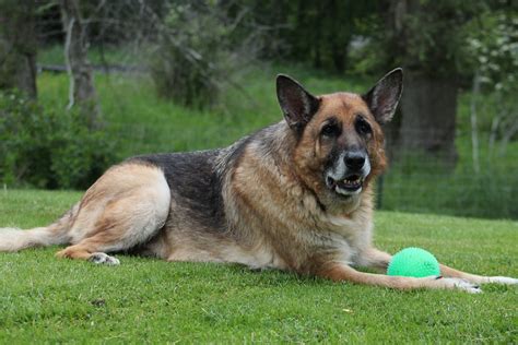 20 Most Common Health Issues In Senior German Shepherds