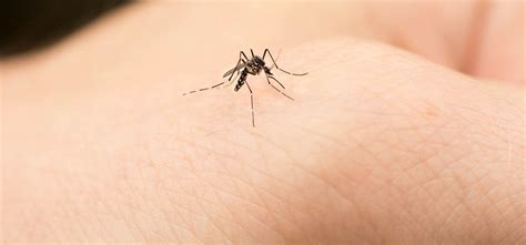Mosquito Bites And West Nile Virus Le Bonheur Childrens Hospital