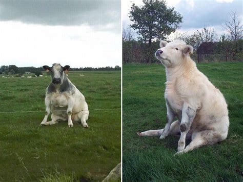 These Cows Sitting Like Dogs Are Going To Make Your Day Better