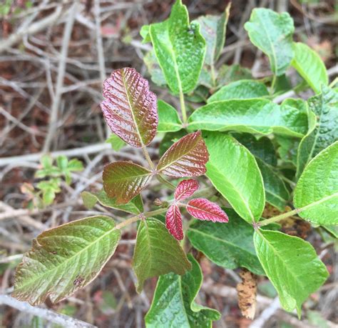 Poison Oak: Nature's Immune Response Guest Blog