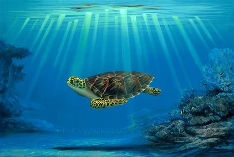 Sea Turtle Paintings Thomas Deir Honolulu Hi Artist