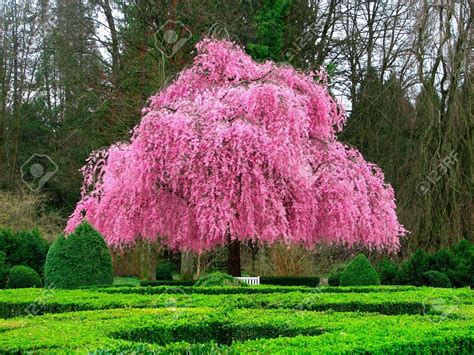 Beautiful Pink Flower Tree Stock Photo 6045703 Beautiful Pink
