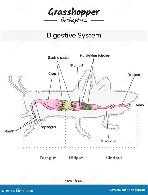 Grasshopper Digestive System Stock Vector Illustration Of Teaching Anatomy 298263185