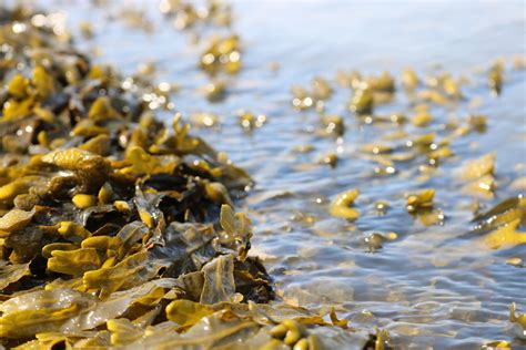 Reuters Invents Fake Seaweed Crisis As Harvests More Than Double