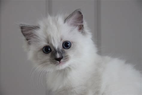Blue Mitted Ragdoll Kitten With Blaze Ribbonsragdolls Com Pretty