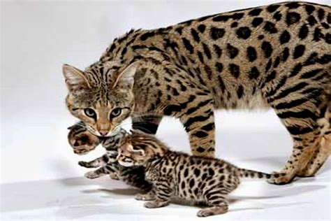 Developed to give the impression of grandeur and dignity of a wildcat with a cheetah compared to a savannah cat the african serval cat will cost double daily to maintain, they do not tolerate strangers, they will only eat. How Much Does A Bengal Cat Cost - Cat and Dog Lovers
