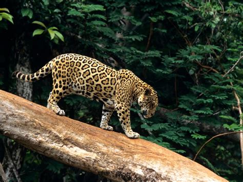 The Amazon Explore The Exotic Wildlife Brazil Vacation Destinations
