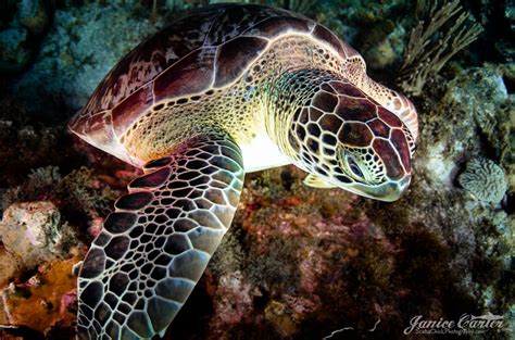 So Beautiful Tortoises Animals Of The World Under The Sea Sea Life