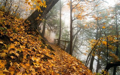 1920x1080px 1080p Free Download Narrow Path In The Fall Forest