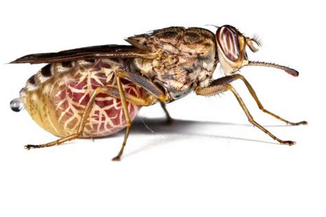 Tsetse Fly How To Get Rid Of These Large Biting Flies Pest Wiki