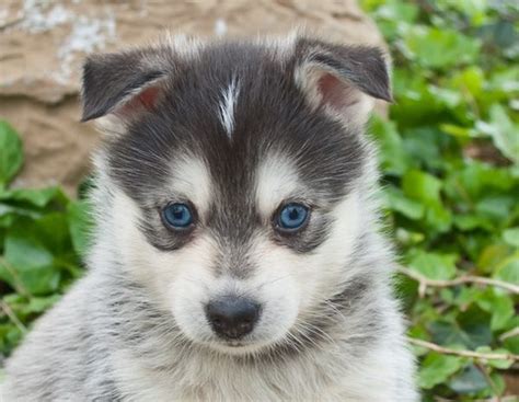 8 Nuevas Razas De Perros Que Te Van A Impresionar Bekia Mascotas