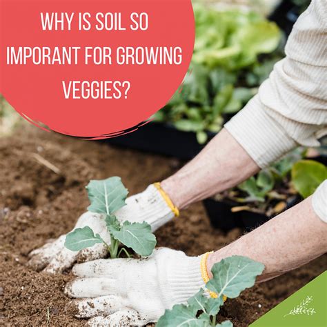 Why Is Soil So Important For Growing Veggies Lettuce Grow Something