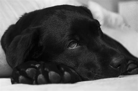 Free Images Black And White Puppy Animal Pet Fur Sight Close Up