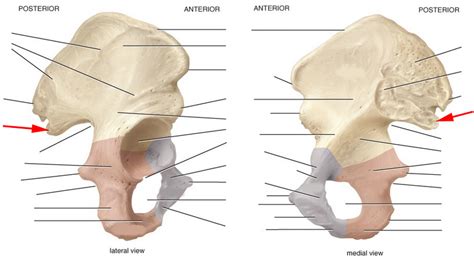 Flashcards Table On Skeletal Anatomy Of Pelvic Girdle Part I