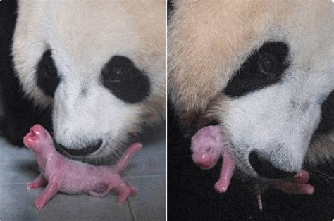 Nace La Primera Cría De Panda Gigante A Través Del Apareamiento Natural