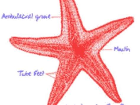 Starfish Internal Anatomy Anatomy Diagram Book