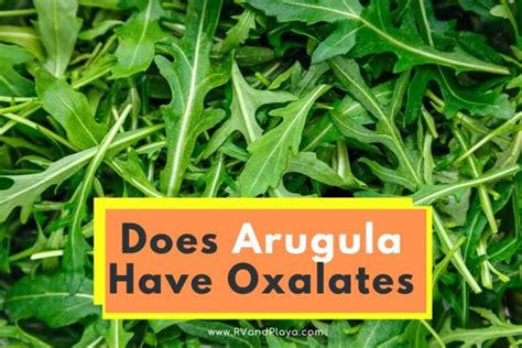 Does Arugula Have Oxalates The Truth