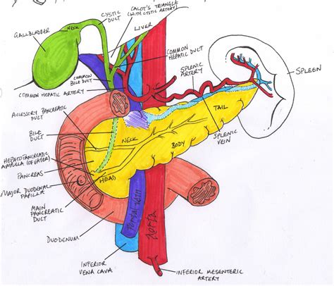 531) begins at the aortic hiatus of the diaphragm, in front of the lower border of the body of the last thoracic vertebra, and, descending in front of the vertebral column, ends on the. 17 Minute Ward Rounds and The Pancreas | Diagnostic ...