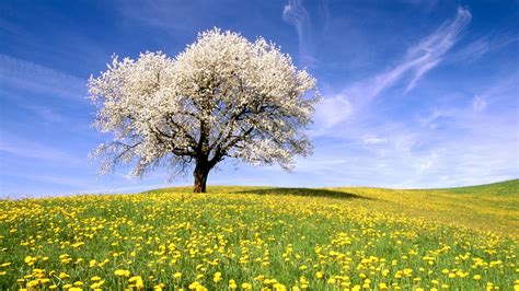 Nature Landscape Trees Flowers Sky Wallpapers Hd