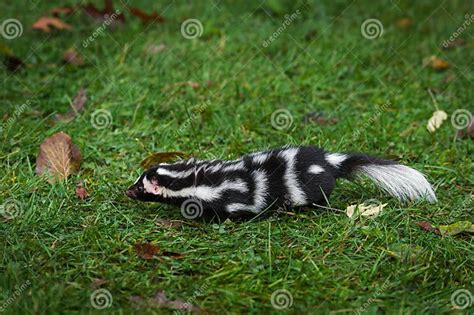 Eastern Spotted Skunk Spilogale Putorius Moves Left On Grass Stock