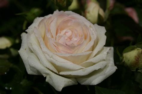 Blushing Pierre De Ronsard Melvilles Roses