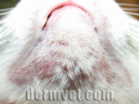 Cat Chin Infections