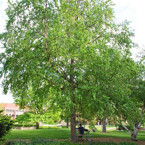 Buy Affordable River Birch Trees At Our Online Nursery Arbor Day