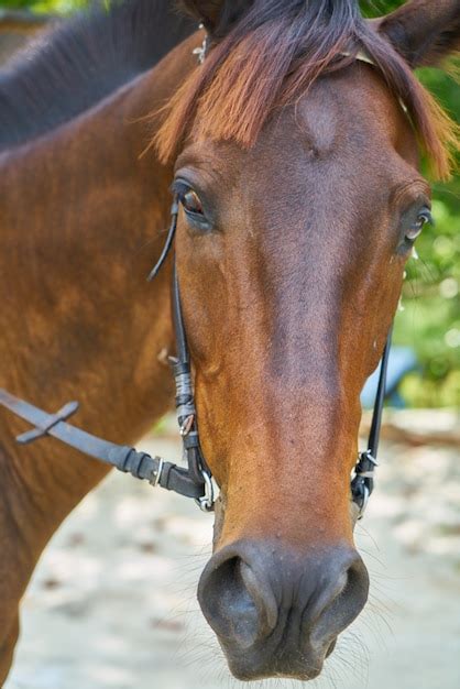 Face Of A Horse Close Up Photo Free Download