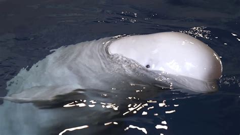 SEA LIFE TRUST Beluga Whale Sanctuary The Worlds First Whale Sanctuary YouTube