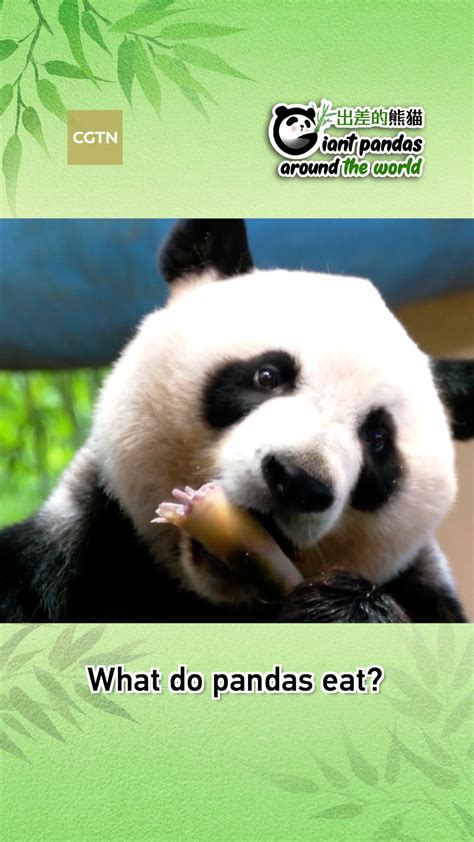 What Do Pandas Eat Cgtn