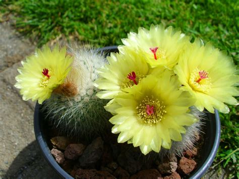 Parodia scopa (Silver Ball Cactus) | World of Succulents