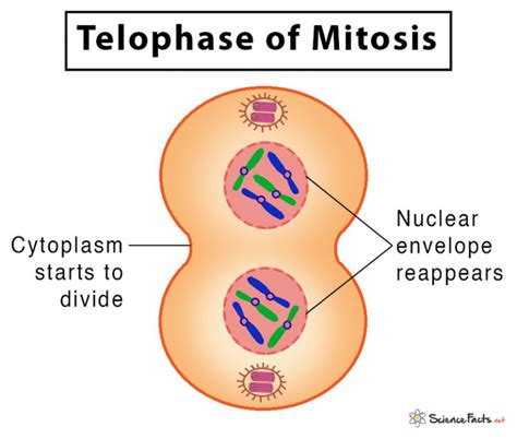 Telophase Of Mitosis
