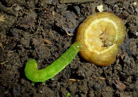 Raupen und spanner können ansonsten nicht nur die ernte vermiesen, sondern auch den bäumen empfindliche schäden zufügen. Gartenratgeber Blumen, Sträucher und Insekten | Forum im ...