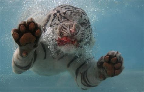 White Tiger Who Loves To Eat His Meal Underwater