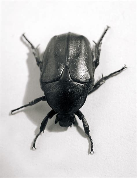 6 Beetle Close-ups