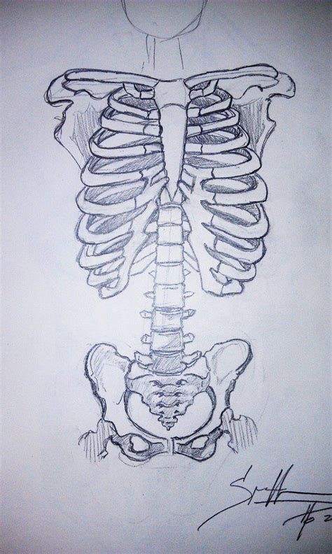 Skeleton Torso Drawing Patch Idea Skeleton Drawings Concept Art