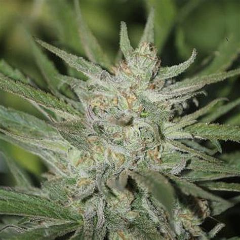 Blue Dream Bx Ganja Rebel Seeds Cannabis Strain Info