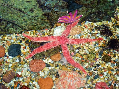 Pretty Starfish Free Stock Photo Public Domain Pictures
