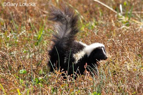 Tennessee Watchable Wildlife Striped Skunk Hunted